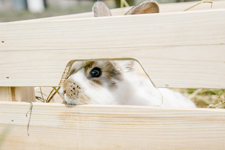 A small rabbit home, a black and white suit, a bunny eating a green grass, a pet in a wooden box. The girl keeps the rabbit in her arms.の写真素材