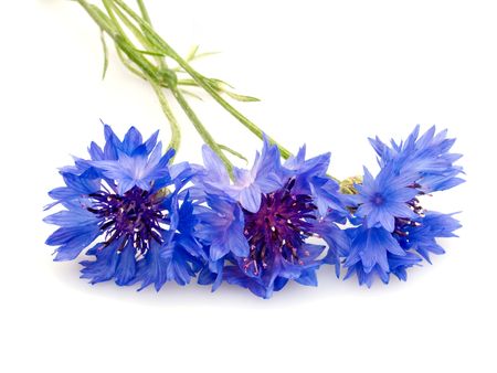cornflowers isolated on white backgroundの写真素材