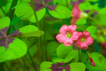 Oxalis deppei の写真素材