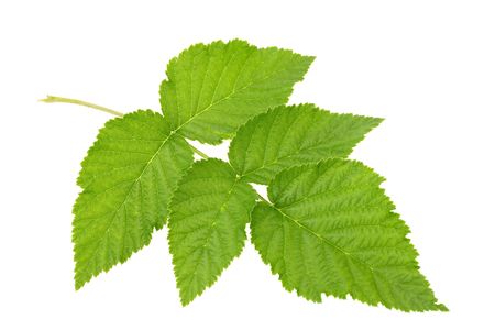green leaf isolated on white backgroundの写真素材