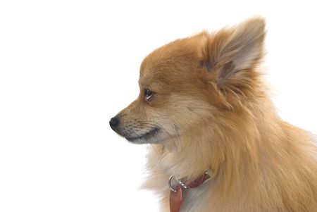 pomeranian or german spitz dog isolated on white backgroundの写真素材