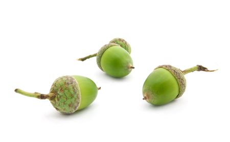 green acorns isolated on white backgroundの写真素材