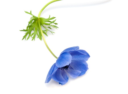 blue flower anemone isolated on white backgroundの写真素材