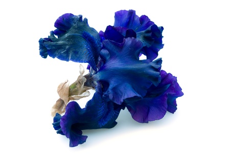 beautiful blue iris isolated on white backgroundの写真素材