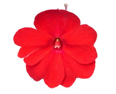 red flower isolated on the white backgroundの写真素材