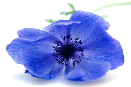 blue flower anemone isolated on white backgroundの写真素材