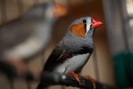 Male Zebra Finch macro close upの写真素材