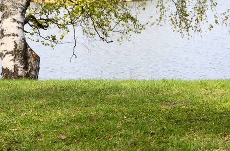 Grass, birch and water background in springtimeの写真素材