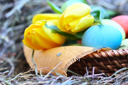 Basket of colored easter eggs and tulips on hay
