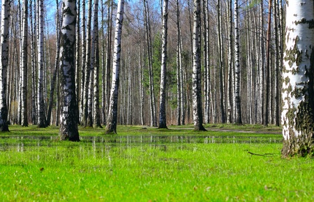 Springtime wet deciduous forest with standing water and birch treesの写真素材