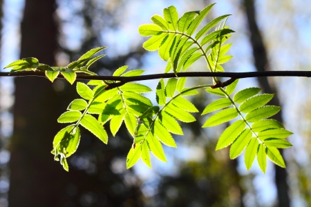 Rowan fresh green spring foliage close upの写真素材