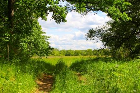 Beautiful view on road in field and forest