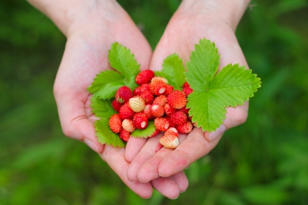Wild red strawberry with leaves in hands close upの写真素材