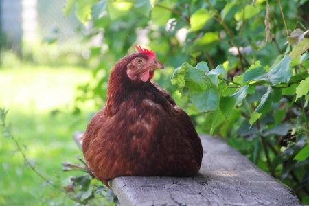 Portarait of a hen sitting on wooden bench near treeの写真素材