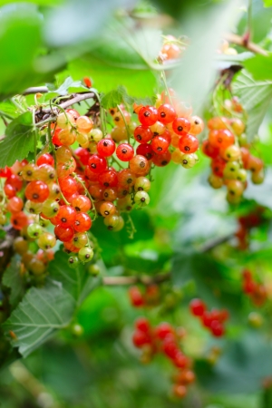 Red Currant berries on a bush closeup の写真素材