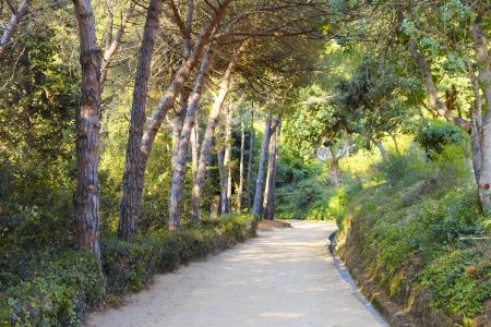 Road in park with tropical plants and trees, Spainの写真素材