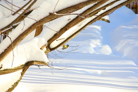small tit on snowy winter branch at daytimeの写真素材