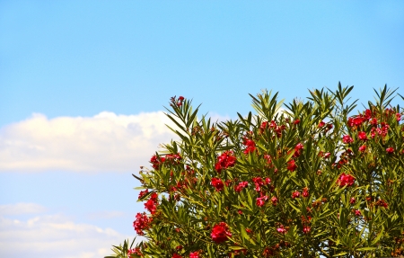 Garden with beautiful pink flowers at sunny dayの写真素材