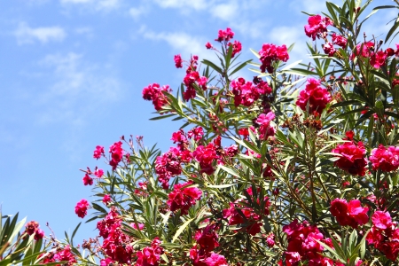Garden with beautiful pink flowers at sunny dayの写真素材