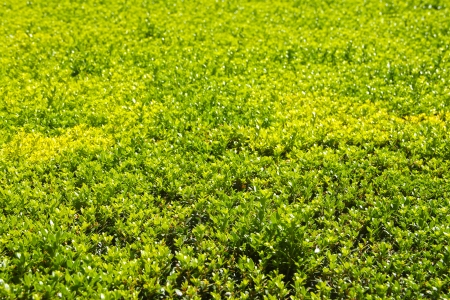 The background of cypress close up