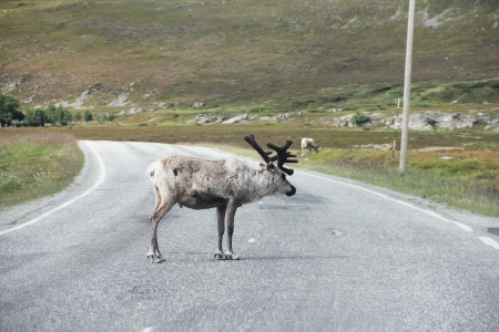 Male wild Elk crossing road in nothern Norwayの写真素材