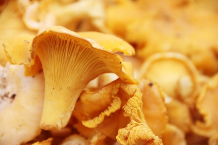 Orange fresh raw chanterelle mushroom background macro close-upの写真素材