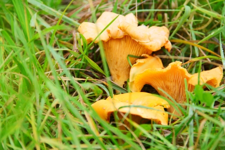 Chanterelle mushrooms growing in the grass macro close-upの写真素材