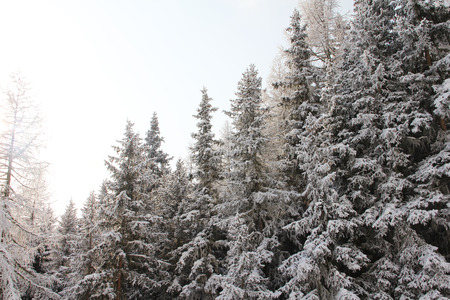 Winter forest in mountains with snowy firsの写真素材