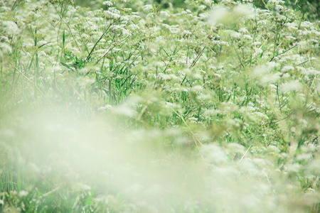 Beautiful wild summer flowers close-up background