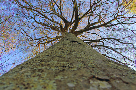 Big tree looking upwards view over blue sky backgroundの写真素材