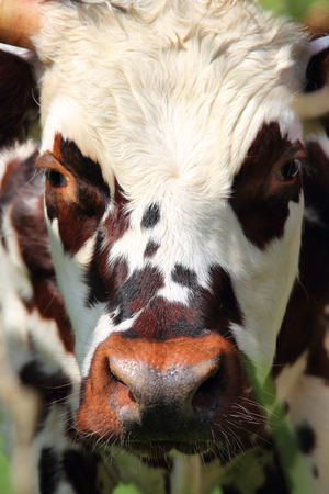 Beautiful cow close up portrait in Normandy, Franceの写真素材
