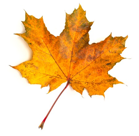 Maple colorful autumn leaf isolated on white background