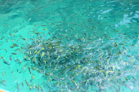 Photo of a tropical Fish in transparent blue sea water close-up