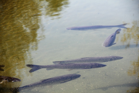 The brown trout (Salmo trutta) in clear transparent pond