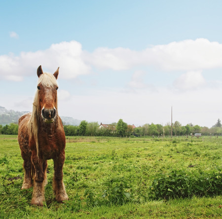 Percheron horse greezing in Torcy-le-Grand, Franceの写真素材