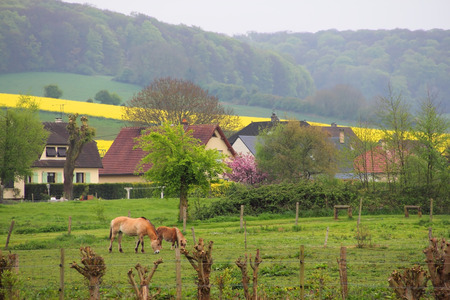 Percheron horse greezing in Torcy-le-Grand, Franceの写真素材