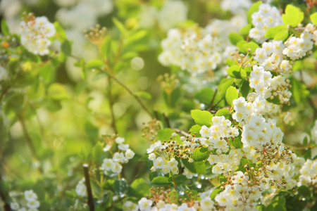White spring flowers on bush close up view
