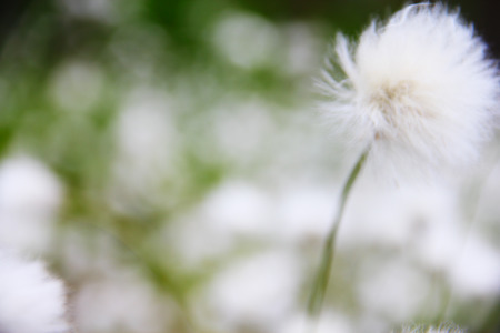 Beautiful white flowers od cottongrass, Eriophorum vaginatumの写真素材