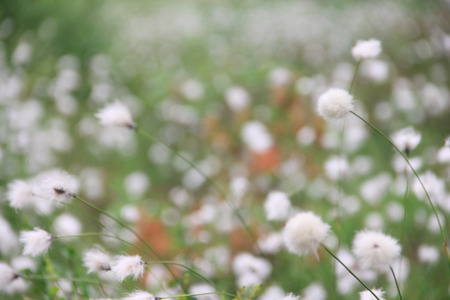 Blooming white flowers of Cottongrass in Lapland pine forestの写真素材