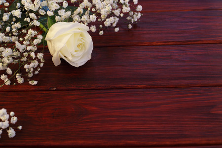 White natural rose on dark brown wooden backgroundの写真素材