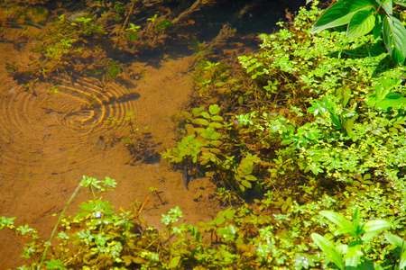 View on pure creek and green water plants at sunny dayの写真素材