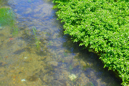 View on pure creek and green water plants at sunny dayの写真素材