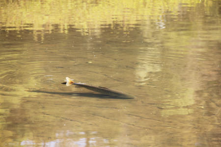 The brown trout (Salmo trutta) in clear transparent pond