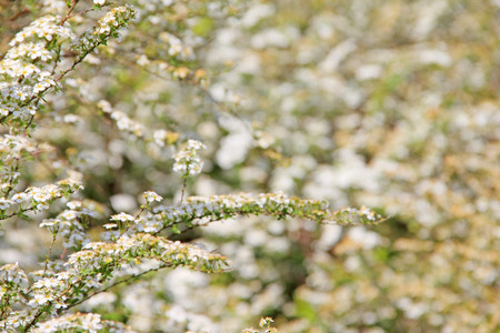 White flowers of bloomind bush, beautiful spring background