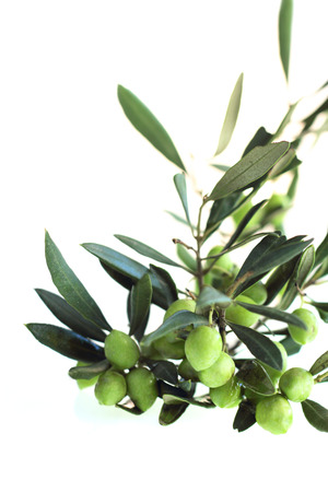Olives on branch with leaves isolated on white backgroundの写真素材