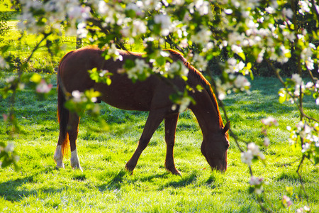 View on Beautiful brown horse on green summer field through flooming apple treeの写真素材