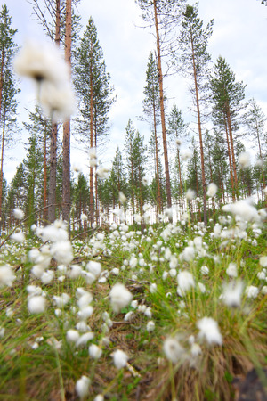 Blooming white flowers of Cottongrass in Lapland pine forestの写真素材