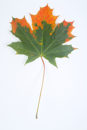 Colorful autumn maple leaf isolated on white backgroundの写真素材