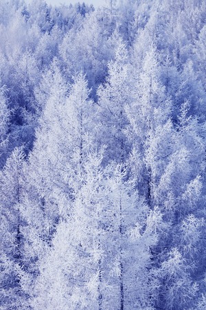 Beautiful winter landscape with fir forest in mountainsの写真素材
