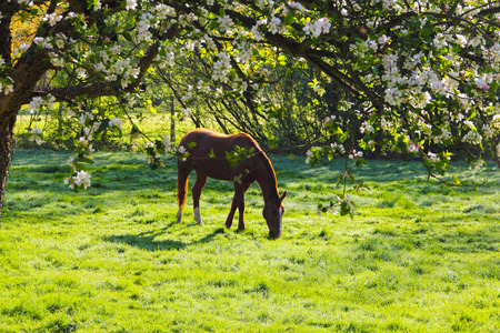 View on Beautiful brown horse on green summer field through flooming apple treeの写真素材